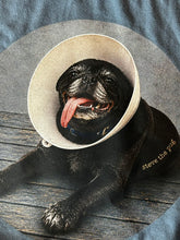 Load image into Gallery viewer, Steve the Pug: Cone of Shame Tee